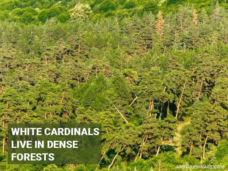 What Are The Different Habitats Of White Cardinals