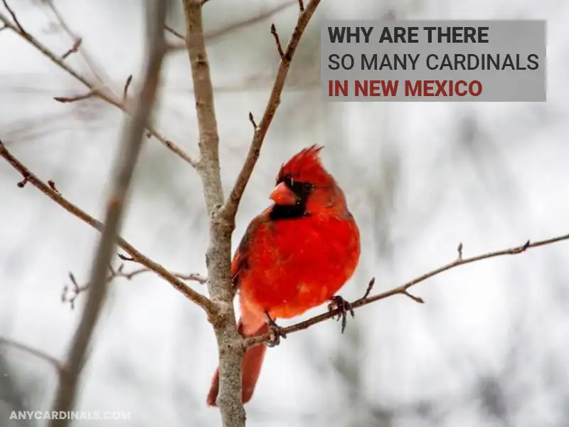 Why Are There So Many Cardinals In New Mexico