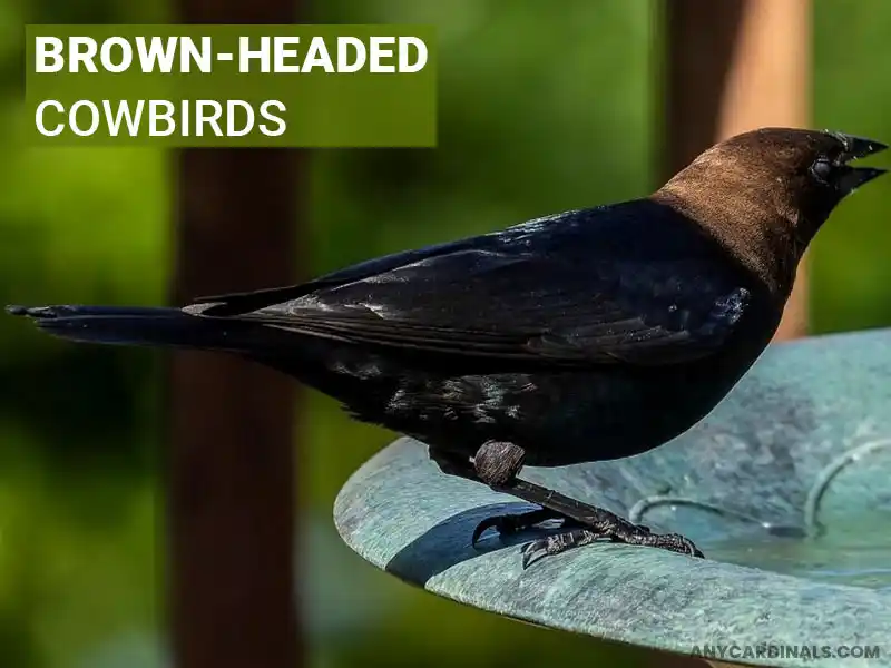 What Are The Main Threats To Cardinals