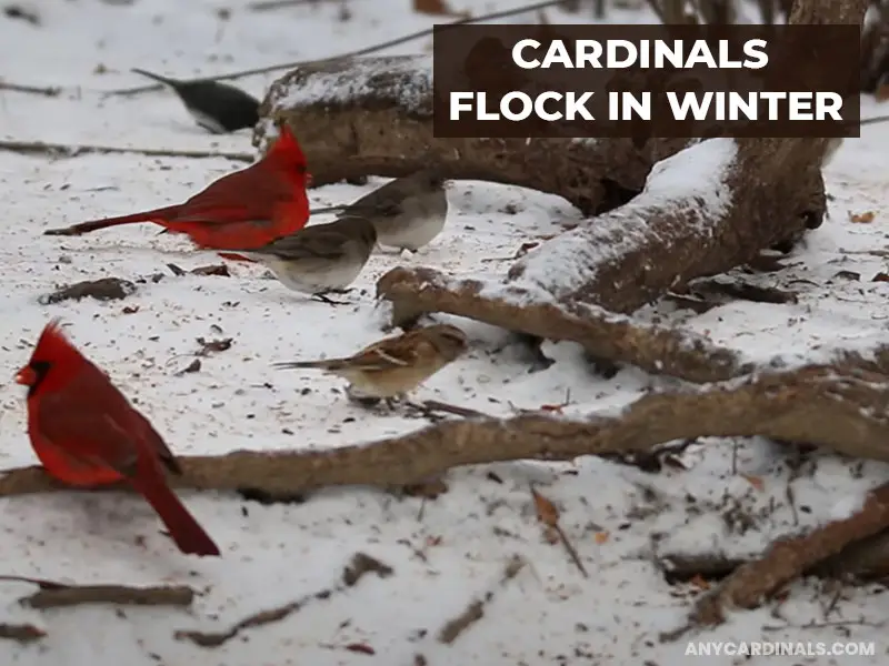 Do Cardinals Flock Together In Winter