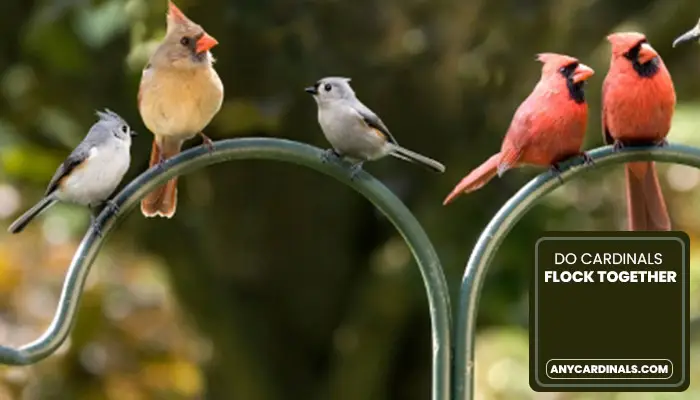 Do Cardinals Flock Together
