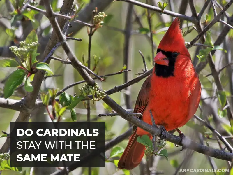 Do Cardinals Stay With The Same Mate