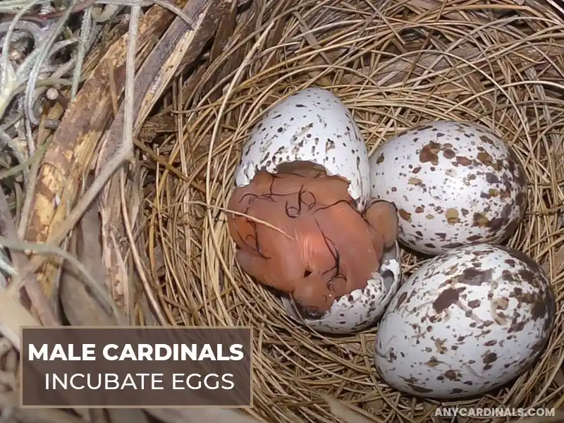 Do Male Cardinals Incubate Eggs