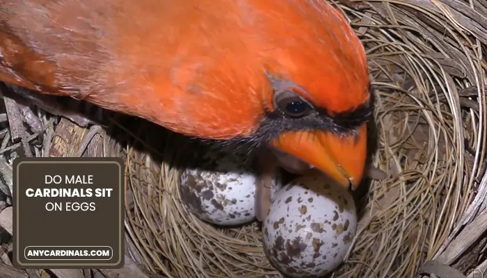 Do Male Cardinals Sit On Eggs