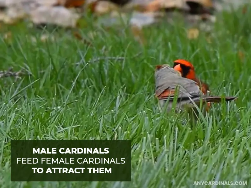 Feeding Would-Be Mates