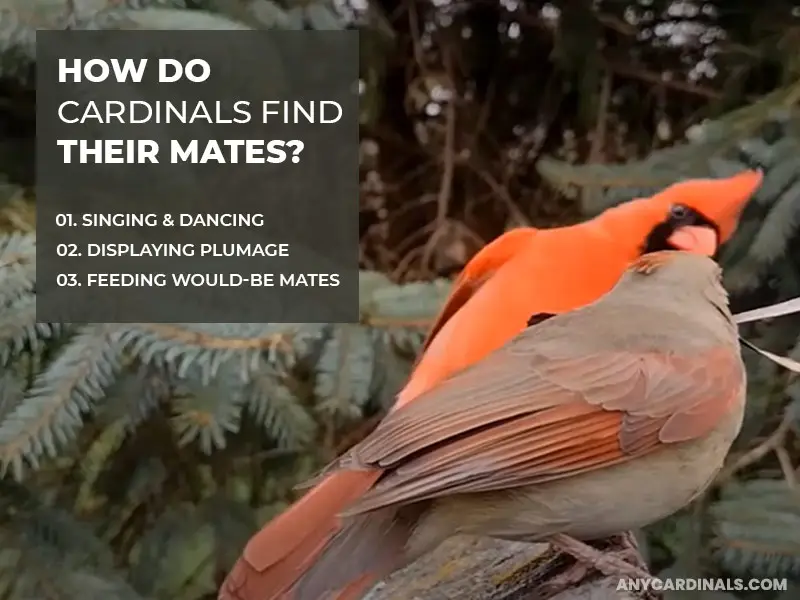 How Do Cardinals Find Their Mates