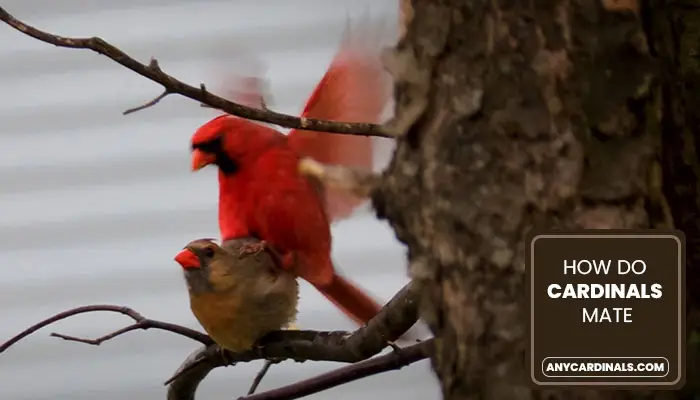 How Do Cardinals Mate