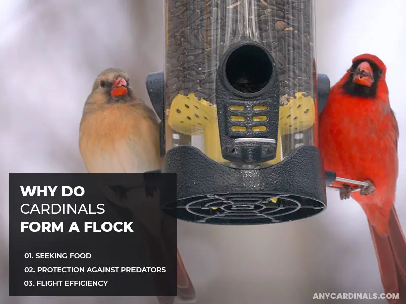 Why Do Cardinals Form A Flock