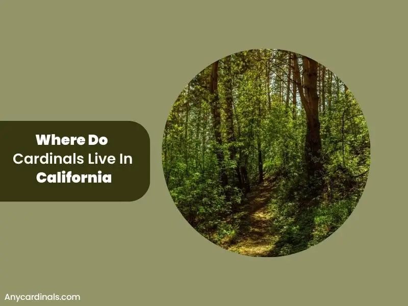 Where Do Cardinals Live In California