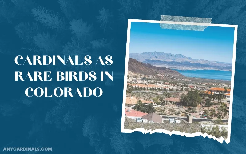 Where Do Cardinals Live In Colorado
