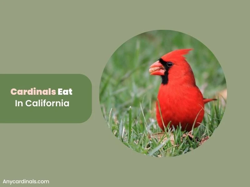 What Do Cardinals Eat In California