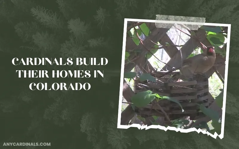 Where Do Cardinals Build Their Homes In Colorado