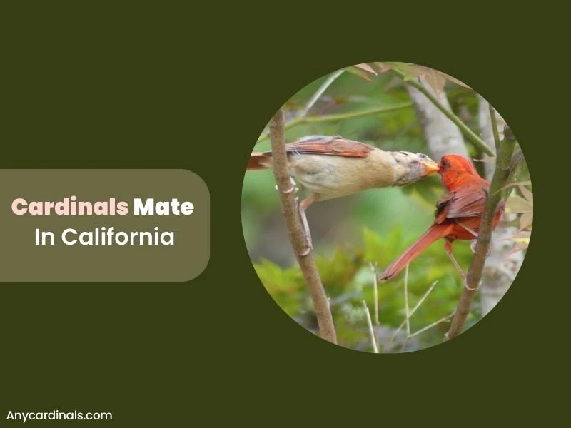 How Do Cardinals Mate In California
