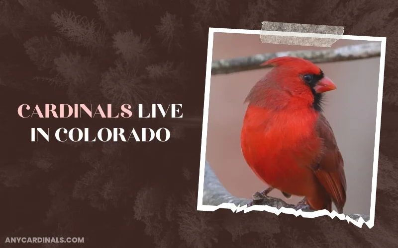 How Many Cardinals Live In Colorado