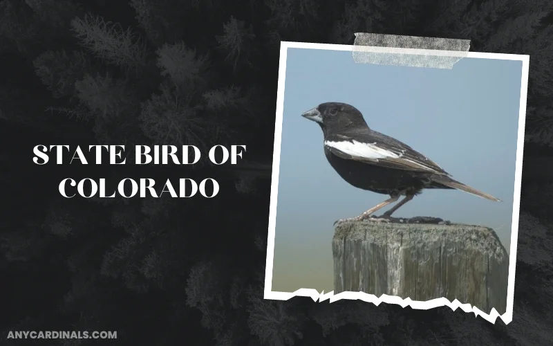 What Is The State Bird Of Colorado