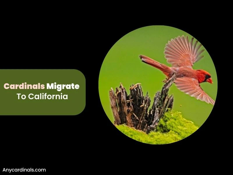 When Do Cardinals Migrate To California