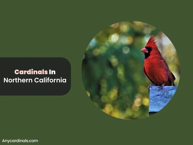 Are There Cardinals In Northern California