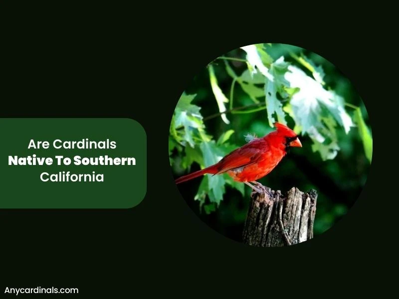 Are Cardinals Native To Southern California