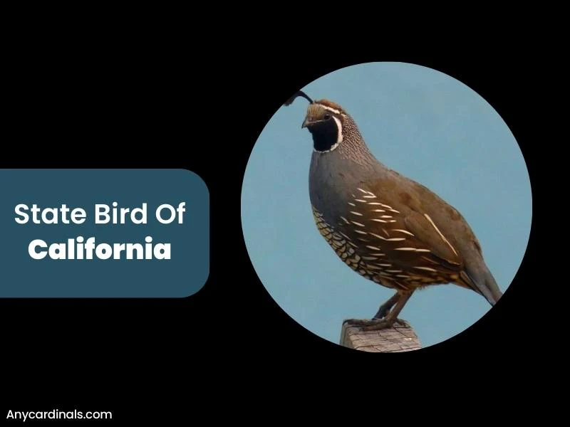What Is The State Bird Of California