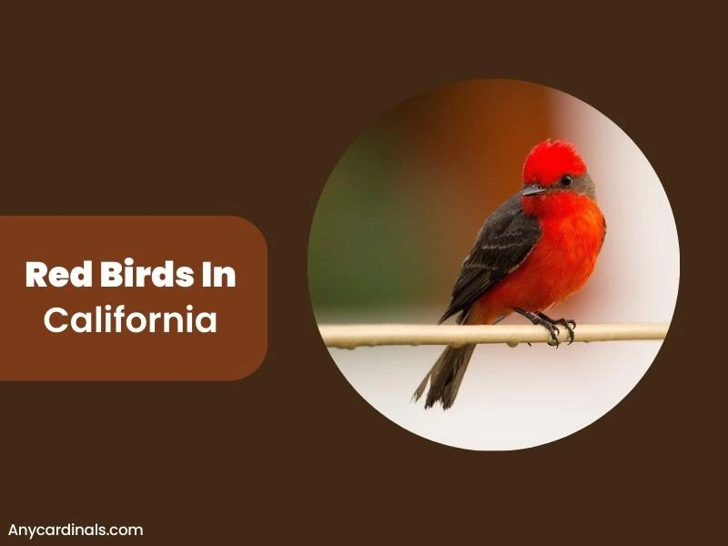 What Are Other Red Birds There In California