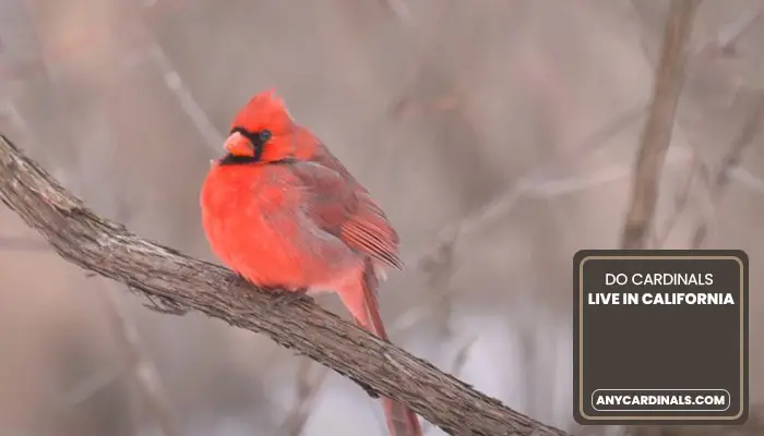 Do Cardinals Live In California