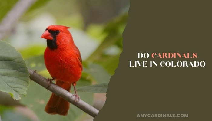 Do Cardinals Live In Colorado