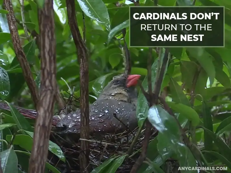 Do Cardinals Return To The Same Nest