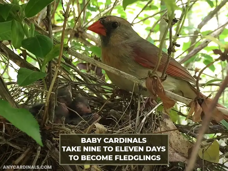 How Long Do Baby Cardinals Stay Inside The Nest