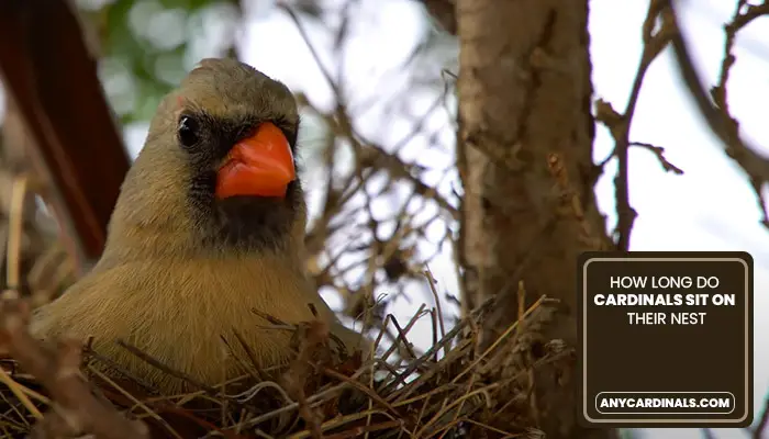 How Long Do Cardinals Sit On Their Nest