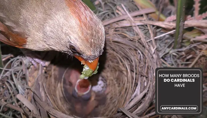 How Many Broods Do Cardinals Have