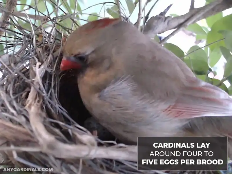 How Many Eggs Do Cardinals Lay Per Brood