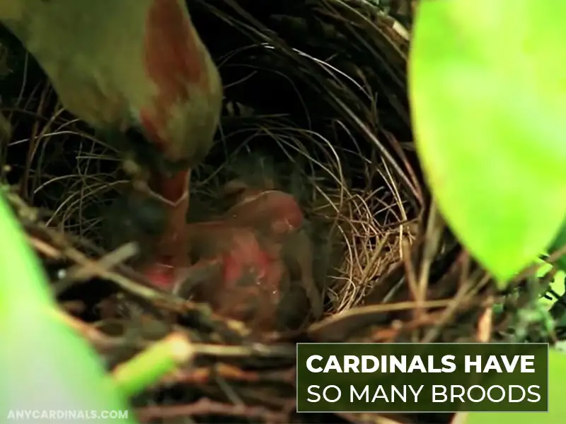 Why Do Cardinals Have So Many Broods