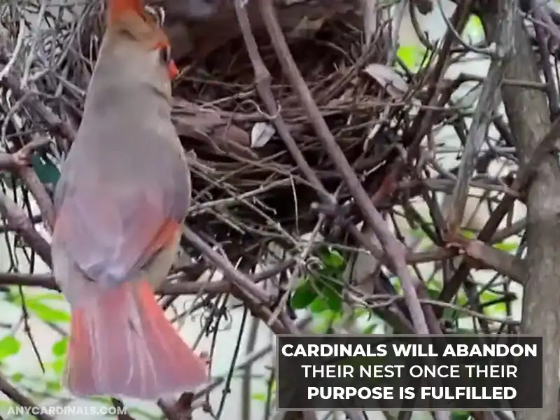 Will Cardinals Abandon Their Nest