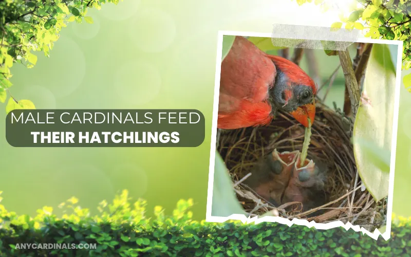 Male Cardinals Feed Their Hatchlings