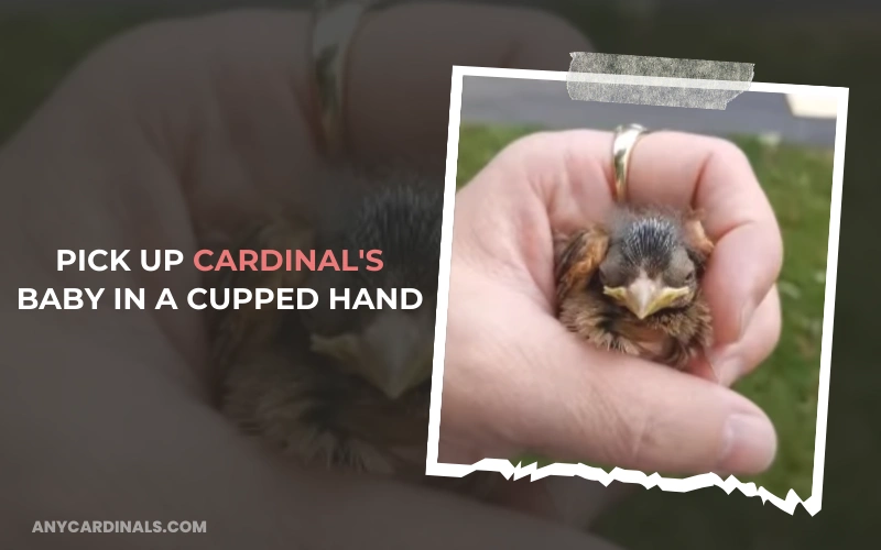 Pick Up Cardinal's Baby In A Cupped Hand