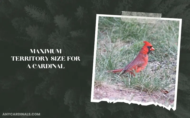 What Is The Maximum Territory Size For A Cardinal