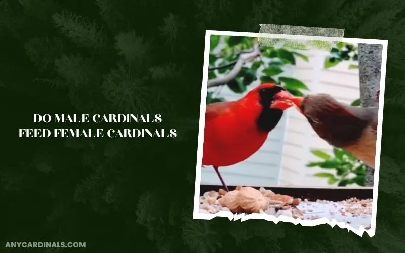 Why Do Male Cardinals Feed Female Cardinals