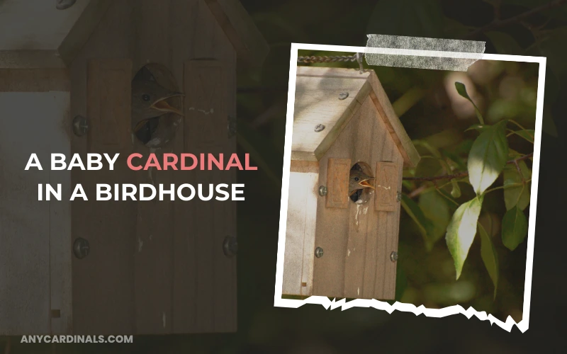 A Baby Cardinal In A Birdhouse