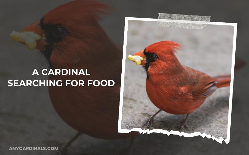 A Cardinal searching for food