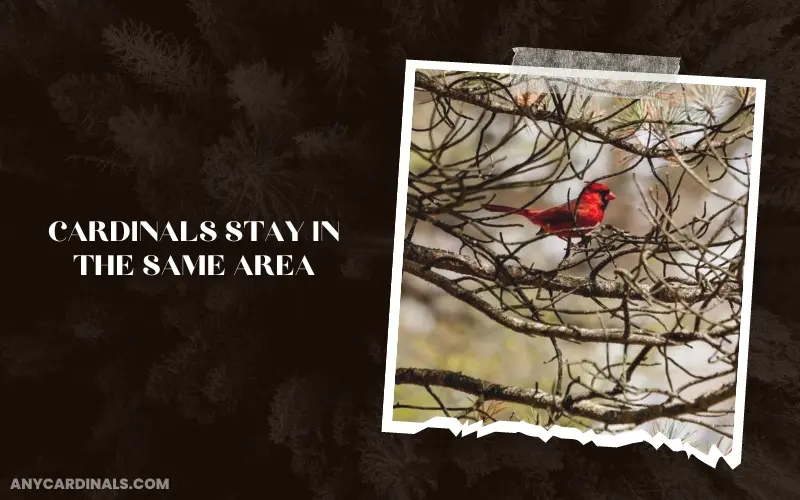 Do Cardinals Stay In The Same Area