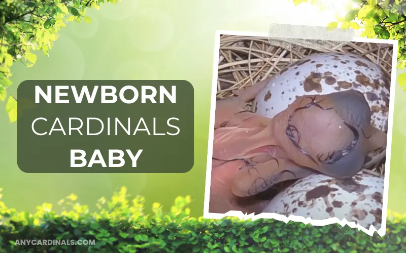 Newborn Cardinals Baby