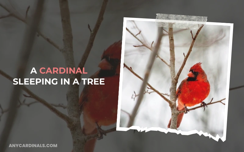 A Cardinal Sleeping In A Tree