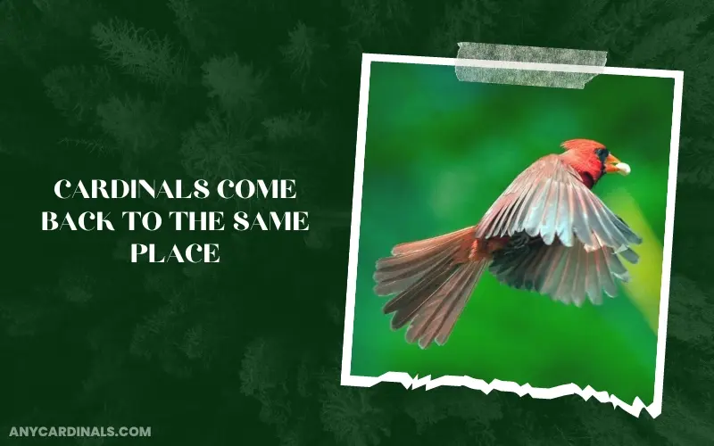 Do Cardinals Come Back To The Same Place
