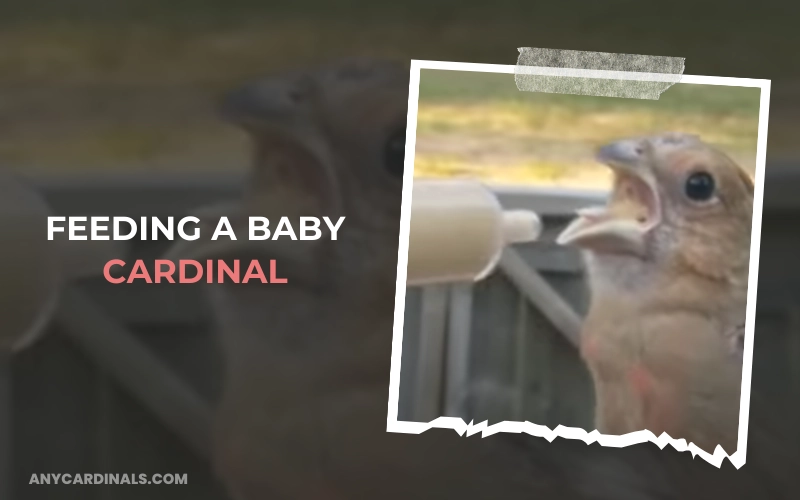 Feeding A Baby Cardinal