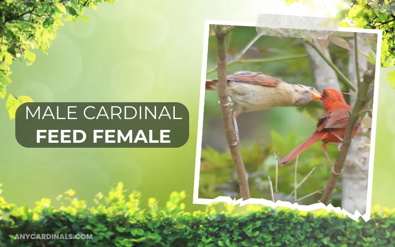 Male Cardinal Feed Female