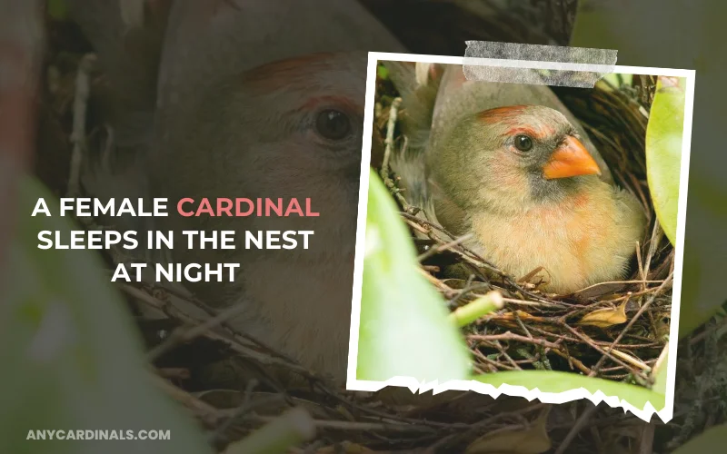 A Female Cardinal sleeps In The Nest At Night