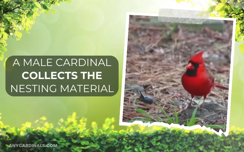 A Male Cardinal Collects The Nesting Material