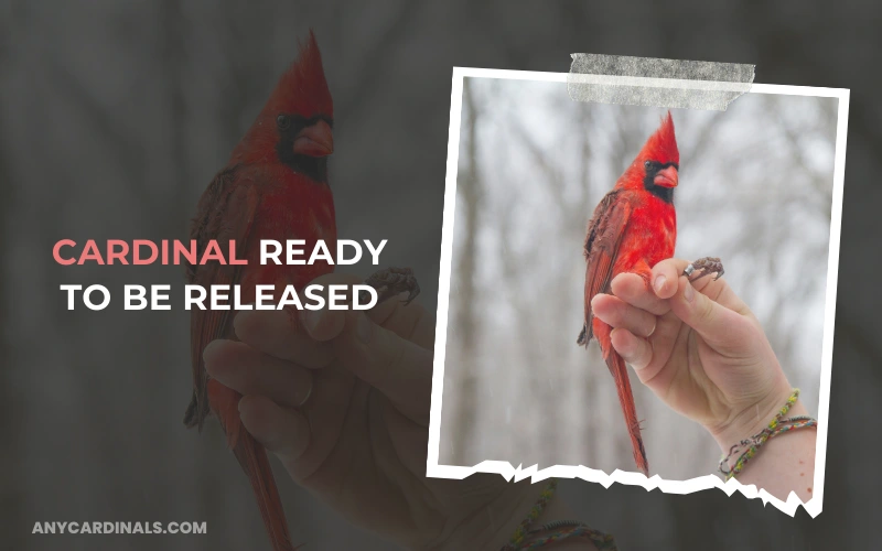 Cardinal Ready To Be Released