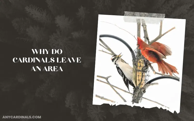 Why Do Cardinals Leave An Area