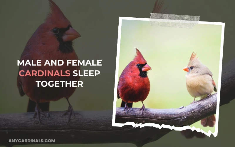Male And Female Cardinals Sleep Together